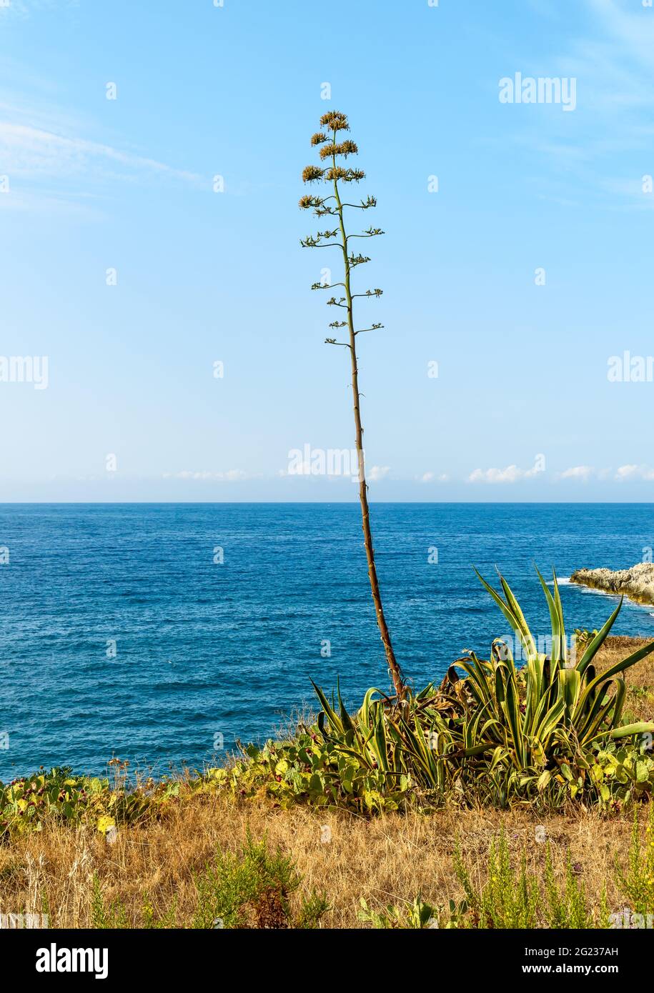 Agave americana pianta in fiore sulla riva del Mediterraneo in Sicilia. Foto Stock