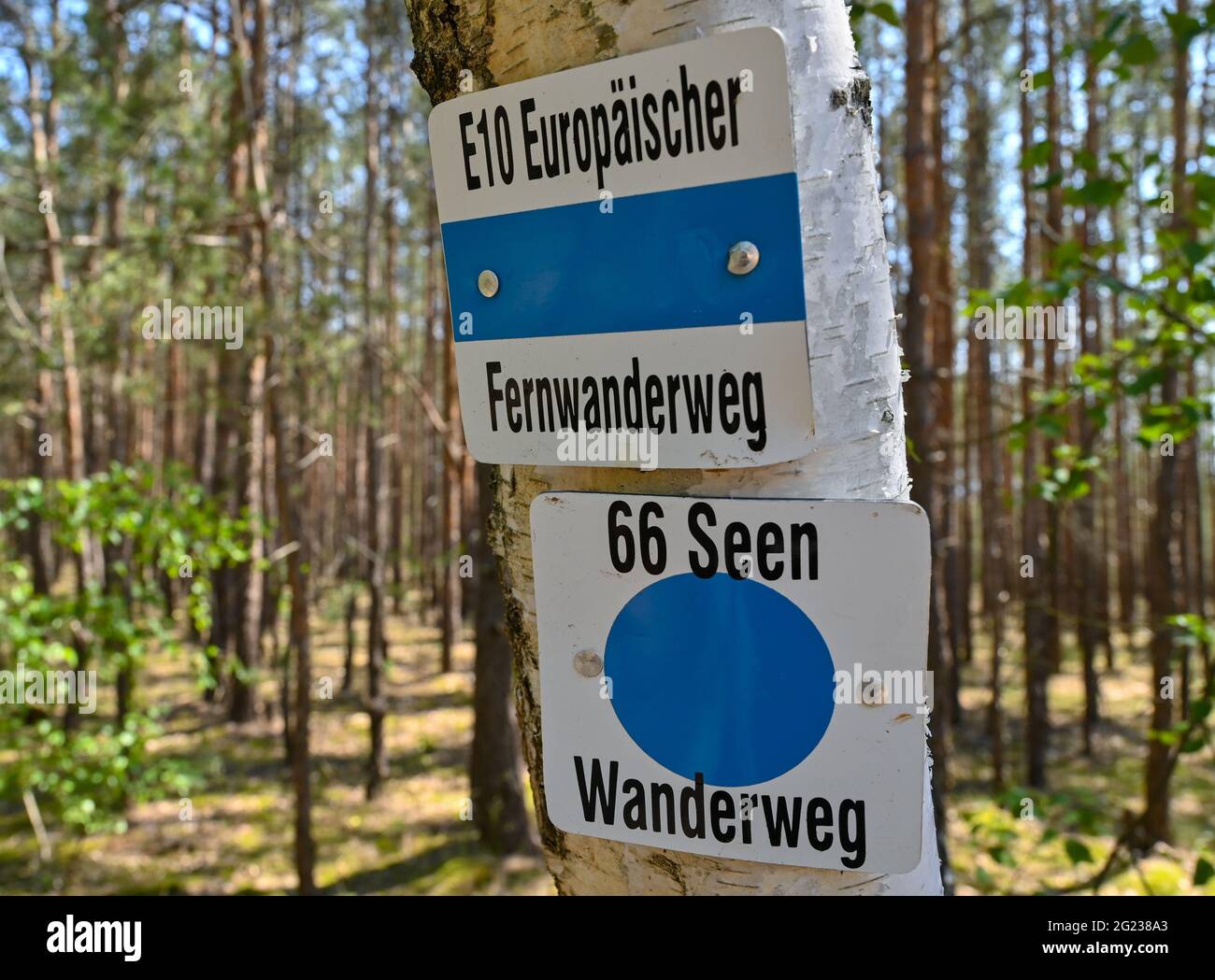 Trebbin, Germania. 07 giugno 2021. Un indicatore escursionistico dal sentiero europeo per lunghe distanze E10 e il sentiero escursionistico dei 66 laghi su un albero nel distretto di Teltow-Fläming. Credit: Patrick Pleul/dpa-Zentralbild/ZB/dpa/Alamy Live News Foto Stock