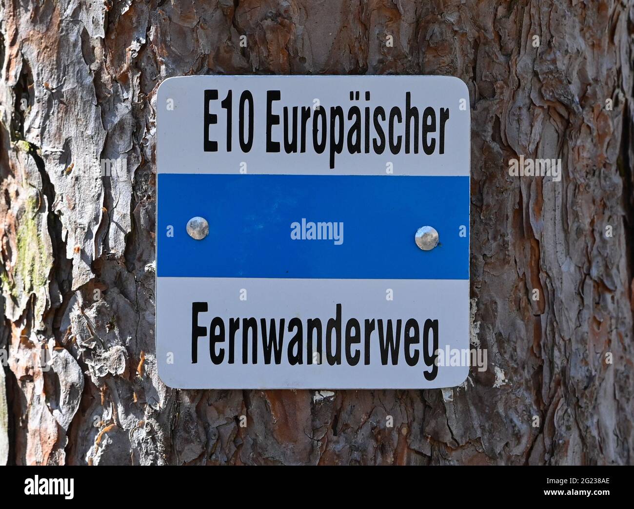 Trebbin, Germania. 07 giugno 2021. Un indicatore escursionistico dal sentiero europeo a lunga distanza E10 su un albero nel distretto di Teltow-Fläming. Credit: Patrick Pleul/dpa-Zentralbild/ZB/dpa/Alamy Live News Foto Stock