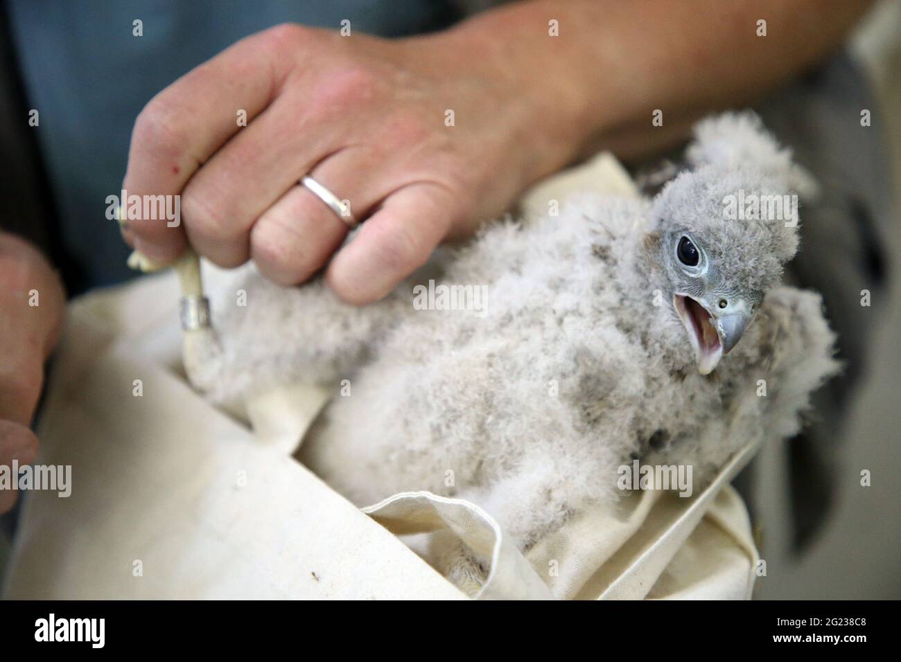 Berlino, Germania. 8 giugno 2021. L'infermiera Stefan Krupko suona un giovane gheppio nella torre dell'acqua della Clinica Vivantes nel distretto di Neukölln. Credit: Wolfgang Kumm/dpa/Alamy Live News Foto Stock