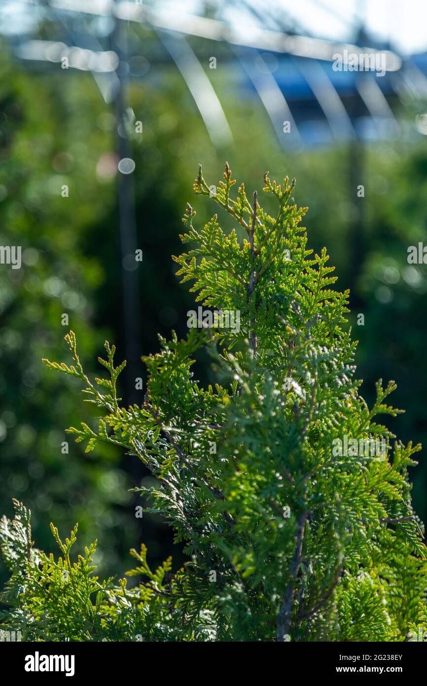 Piante da giardino nella primavera della famiglia dell'abete rosso Foto Stock