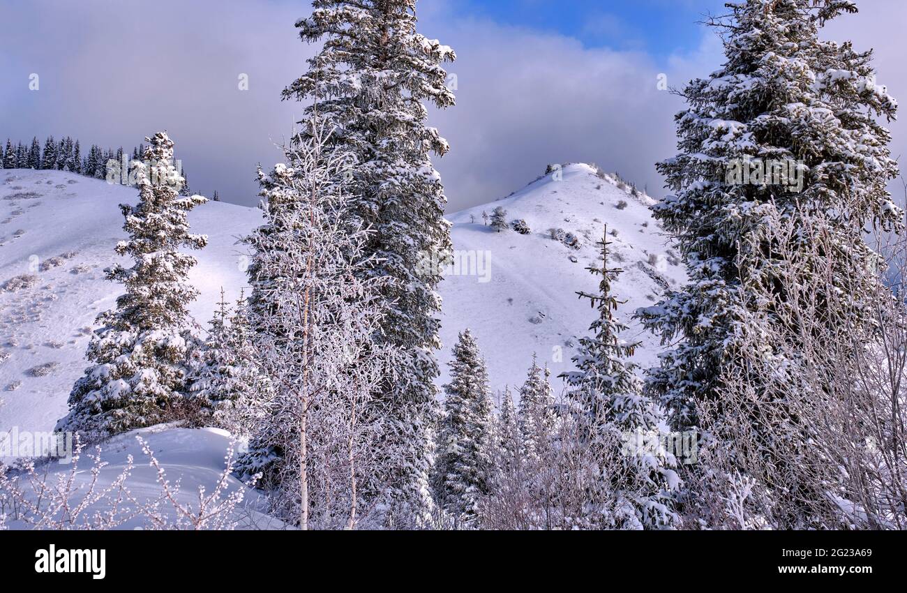 Atmosfera di una favola invernale con alberi ricoperti di brina; foresta di montagna dopo la nevicata nella stagione invernale all'alba Foto Stock