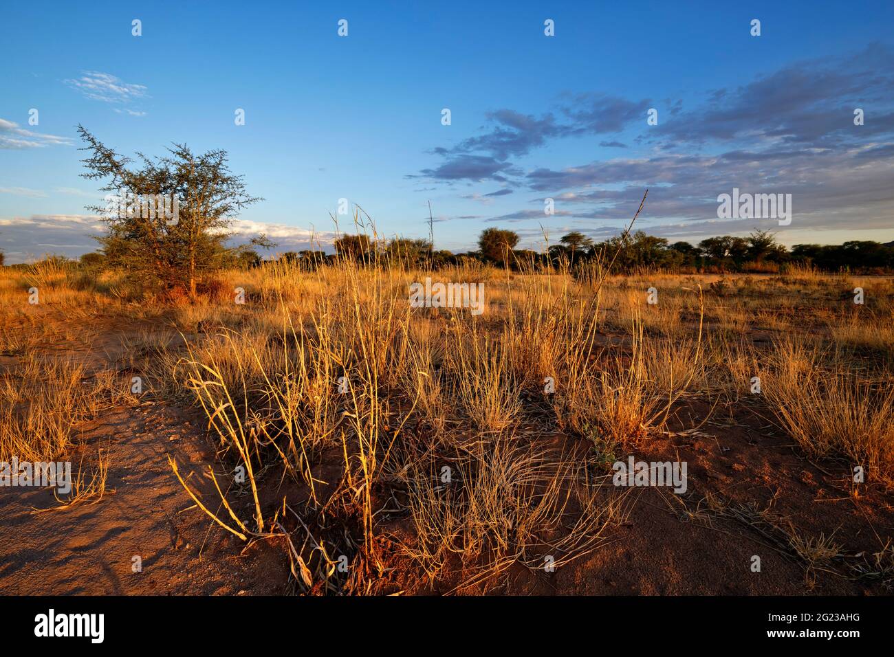 Grumi di erba nel fiume secco Omaruru (fiume secco) vicino Omaruru, Regione Erongo, Namibia Foto Stock
