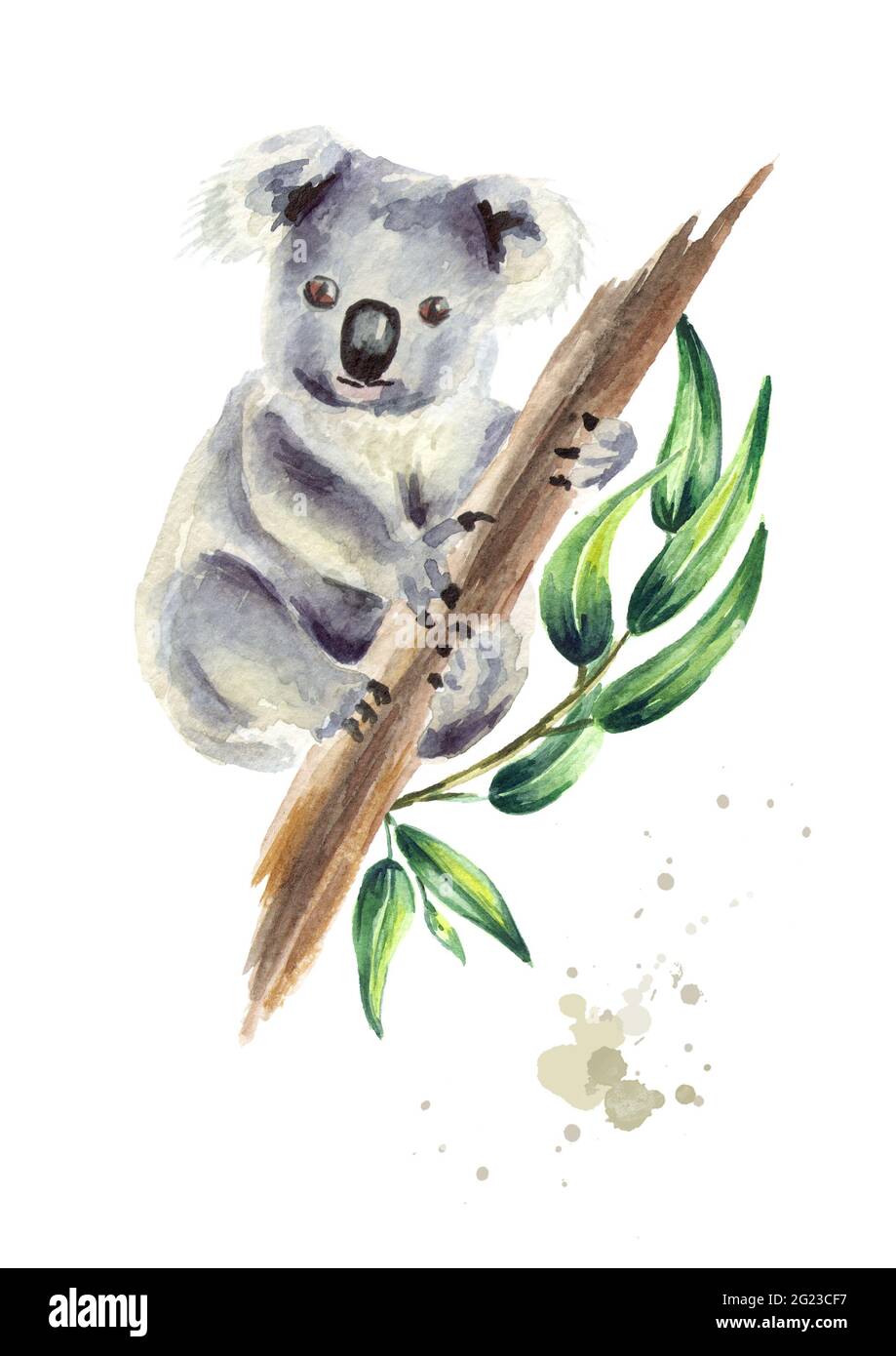Orso Koala seduto sul ramo di eucalipto, isolato su sfondo bianco. Illustrazione disegnata a mano con acquerello Foto Stock