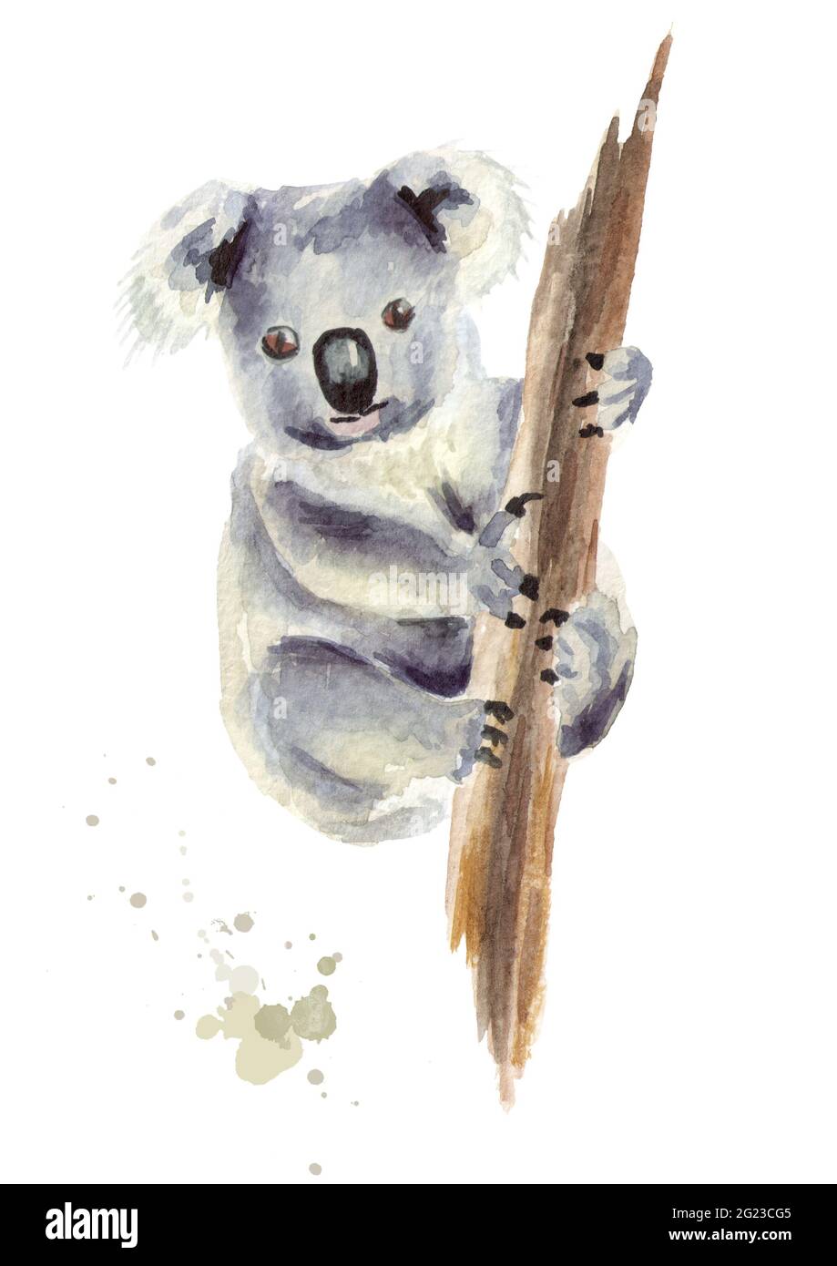 Orso Koala seduto su un ramo di albero, isolato su sfondo bianco. Illustrazione disegnata a mano con acquerello Foto Stock