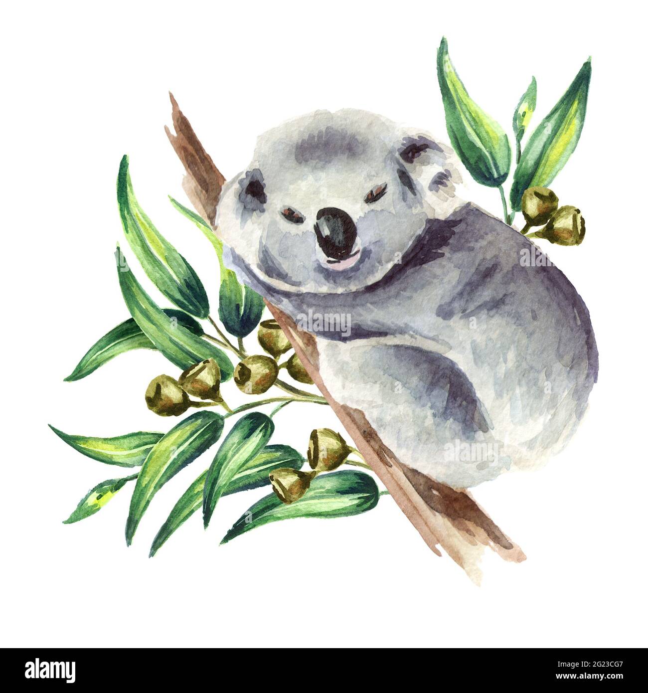 Piccolo orso Koala seduto sul ramo di eucalipto, isolato su sfondo bianco. Illustrazione disegnata a mano con acquerello Foto Stock