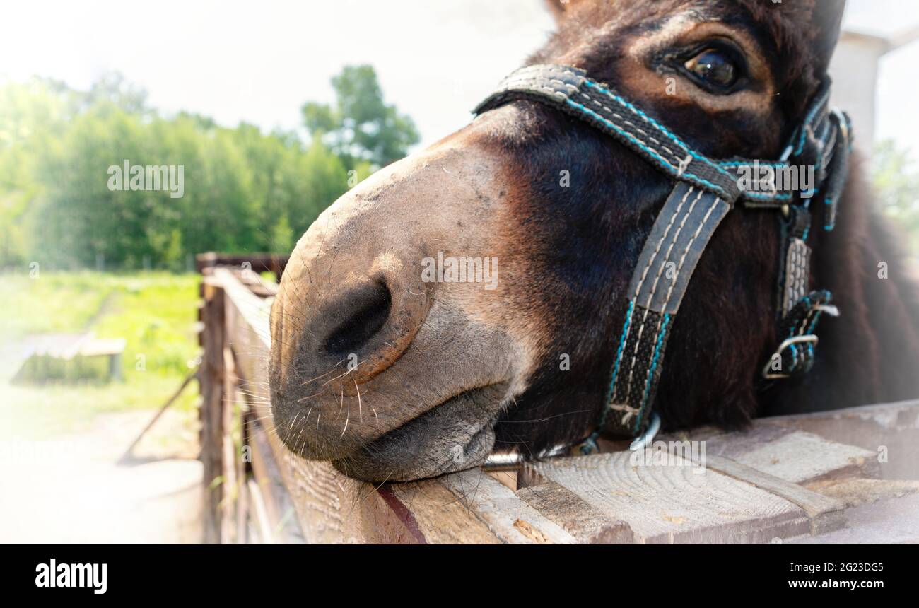 Primo piano sul naso dell'asino. Divertente foto di un asino faccia in briglia. Foto Stock