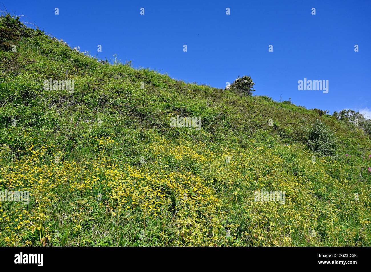 Piante selvatiche e fiori che crescono su South Downs Way vicino Beachy Head Eastbourne East Sussex England UK fotografia scattata da Simon Dack Foto Stock