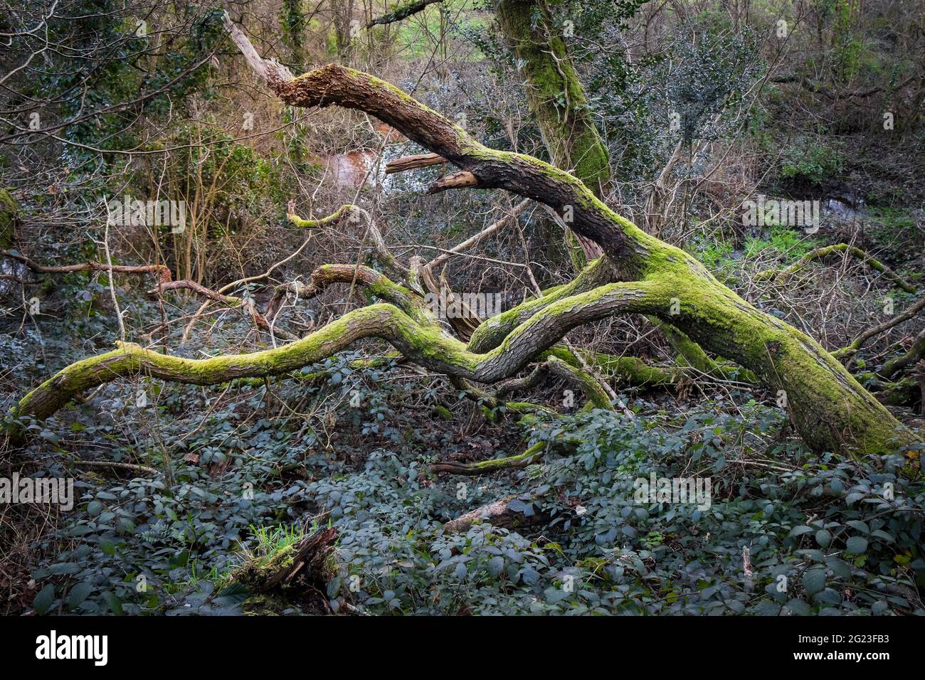 Un muschio coperto di albero morto caduto nella sottobosco aggrovigliato dei boschi metha atmosferica nella valle di Lappa vicino a St Newlyn East in Cornovaglia. Foto Stock