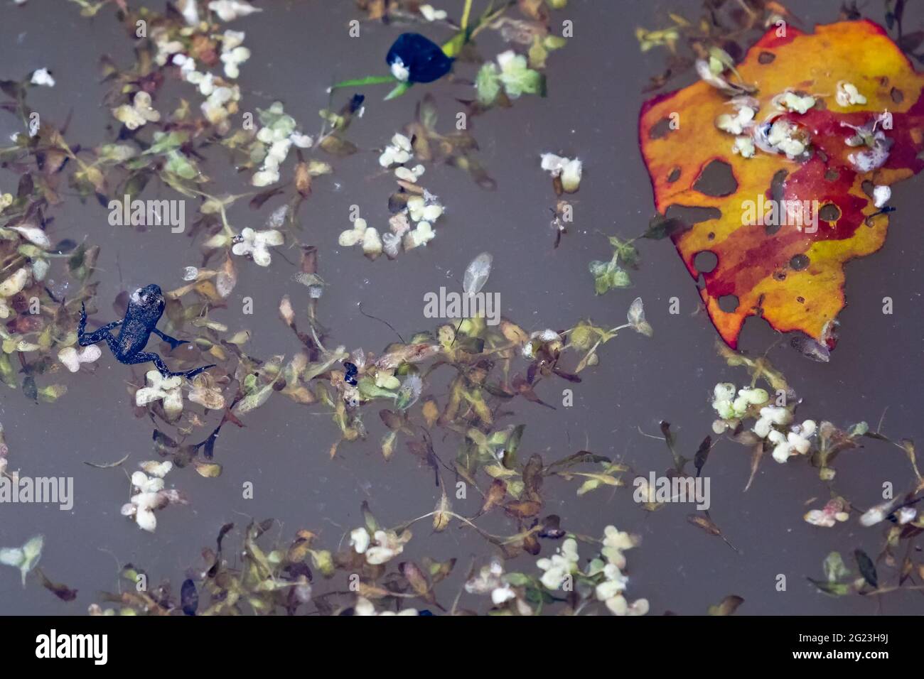Recentemente ha generato una piccola rana nuotando sulla superficie dello stagno con colorate erbacce dello stagno. Foto Stock
