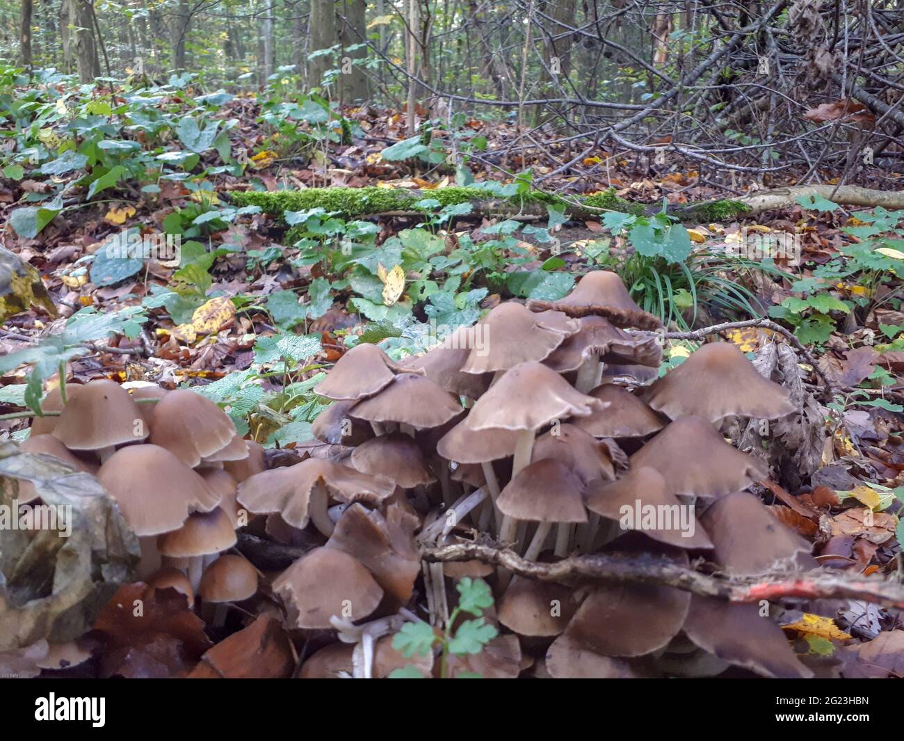 Funghi nel legno, closeup Foto Stock