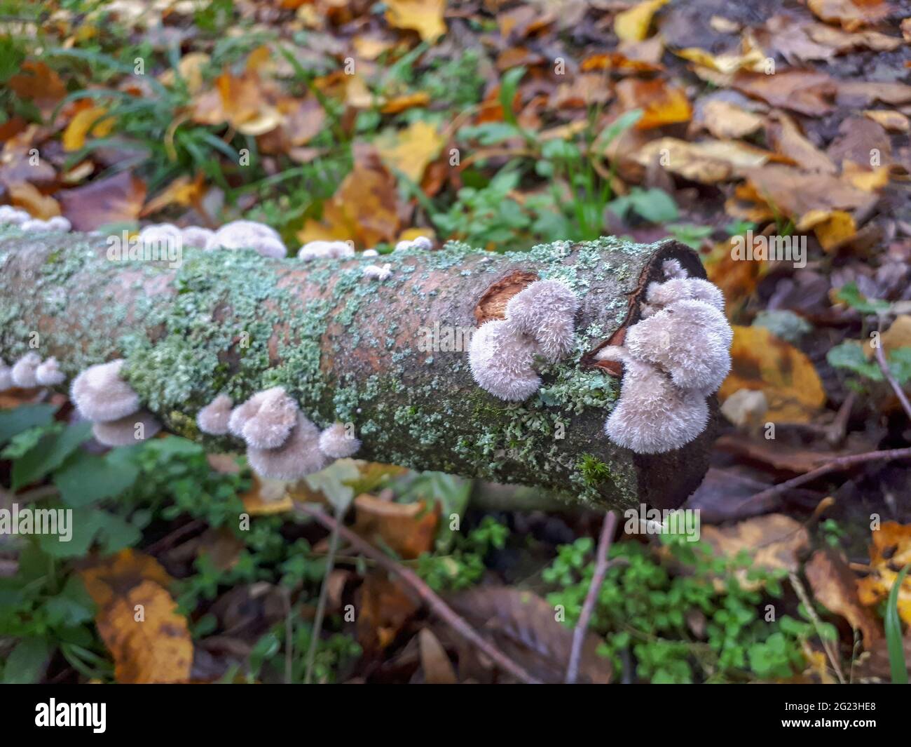 Piccoli funghi che crescono su un ramo di albero caduto nella foresta autunnale, fuoco selettivo e colpo di closeup Foto Stock
