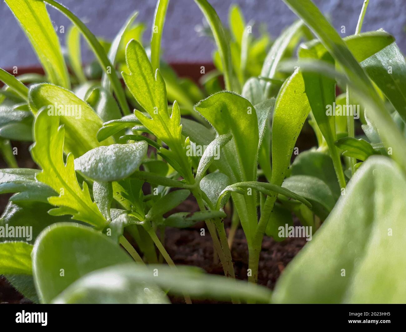Primo piano di giovani piantine verdi che germogliano nel suolo sotto la luce naturale del sole Foto Stock