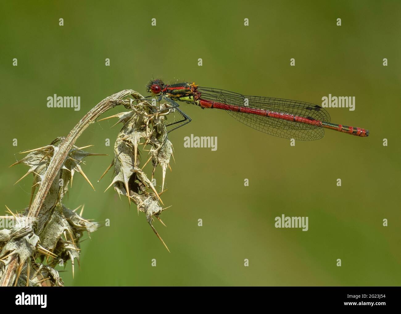 Grande mosca rossa (ninfula di Pyrrhosoma), maschio adulto che riposa nel sunshiine di mattina presto, dumfries, Scozia del sud-ovest Foto Stock