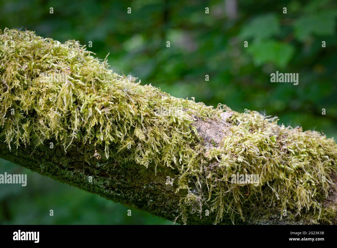 Una grande quantità di una specie di muschio conosciuta come muschio Ordinario (Brachytecium rutabulum), che cresce su un ramo. Foto Stock