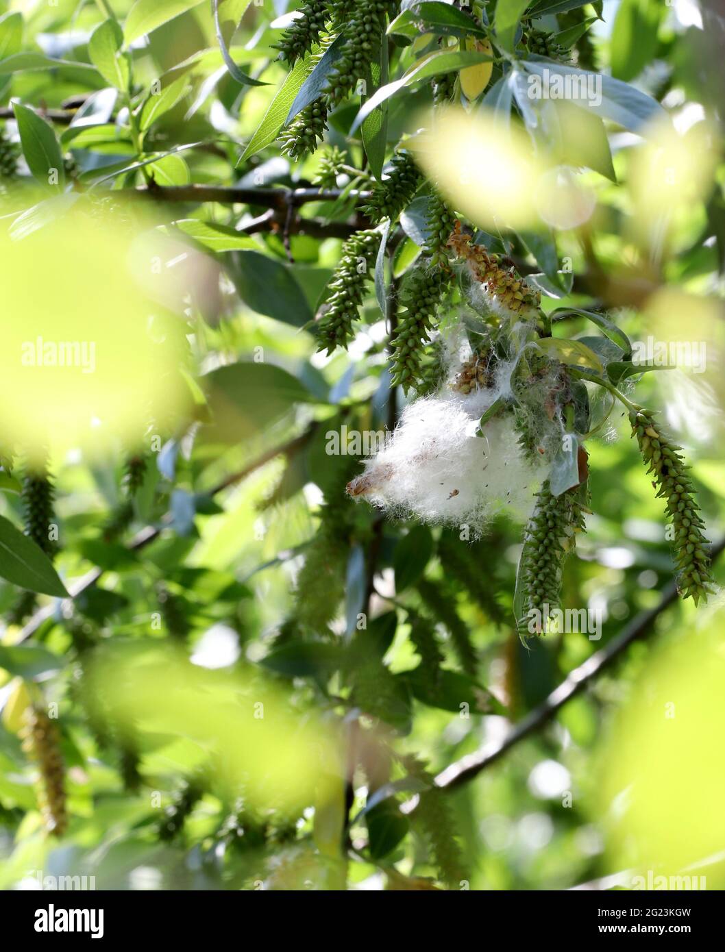 Il fluff di pioppo vola e fa le allergie. Foto Stock