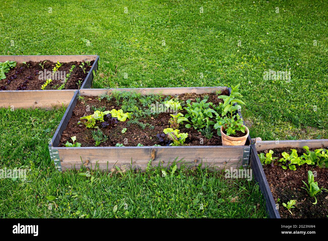 Concetto di giardino comunitario. Scatole riempite di terreno e con varie piante vegetali che crescono all'interno, letto rialzato. Soleggiata primavera sera. Foto Stock