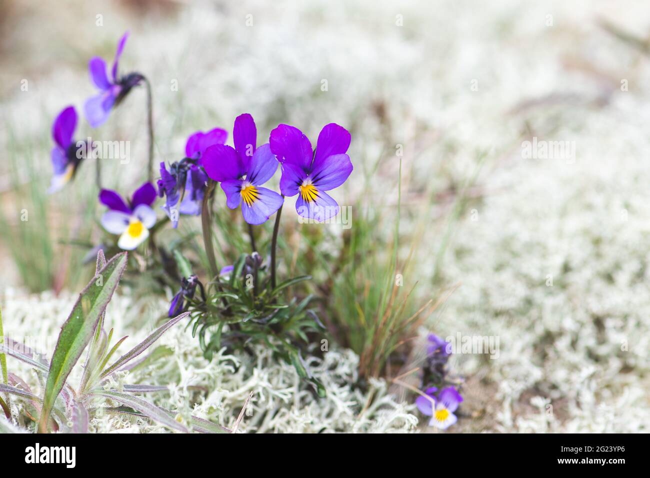 Fiori di Viola tricolore tra muschio bianco nella sabbia, primo piano. Pansy selvaggio, Johnny Jump up, heartsease, la facilità del cuore, la gioia del cuore, Selvaggio europeo Foto Stock