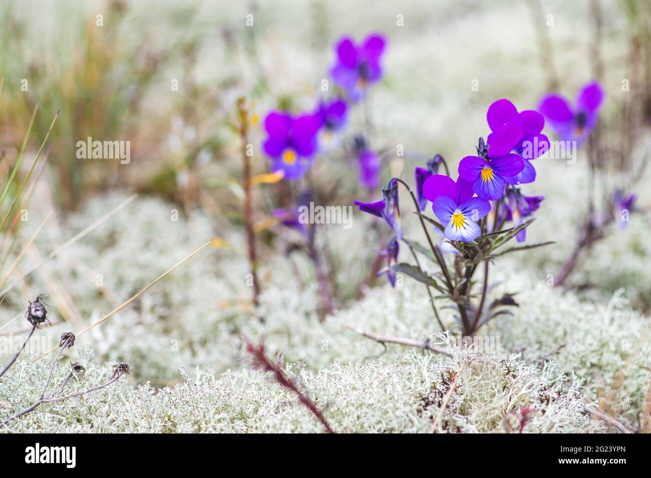 Fiori di Viola tricolore tra muschio bianco nella sabbia, primo piano. Pansy selvaggio, Johnny Jump up, heartsease, la facilità del cuore, la gioia del cuore, Selvaggio europeo Foto Stock
