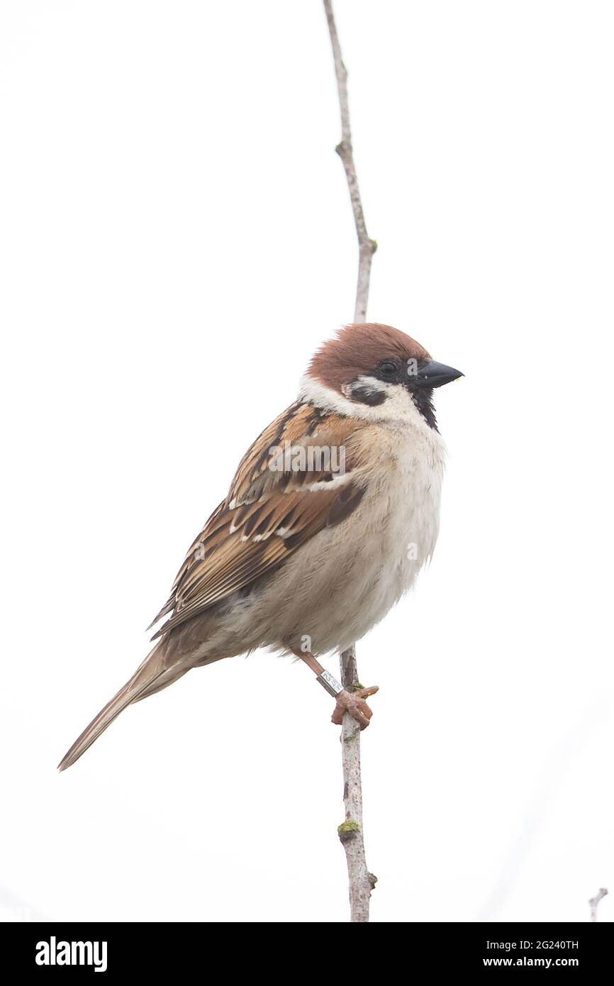 Tree Sparrow (Passer montanus) Foto Stock