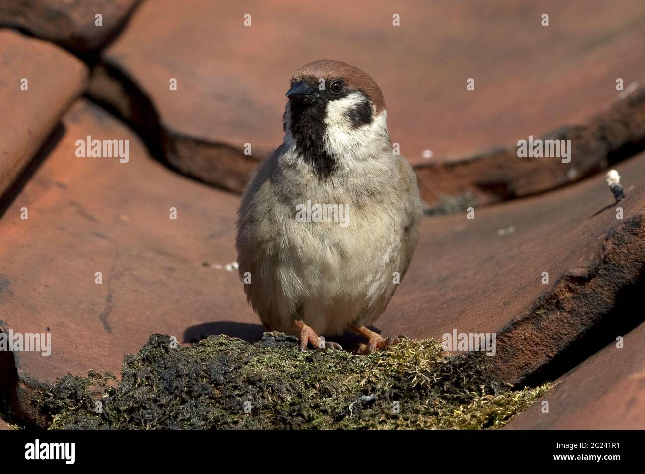 Tree Sparrow (Passer montanus) Foto Stock