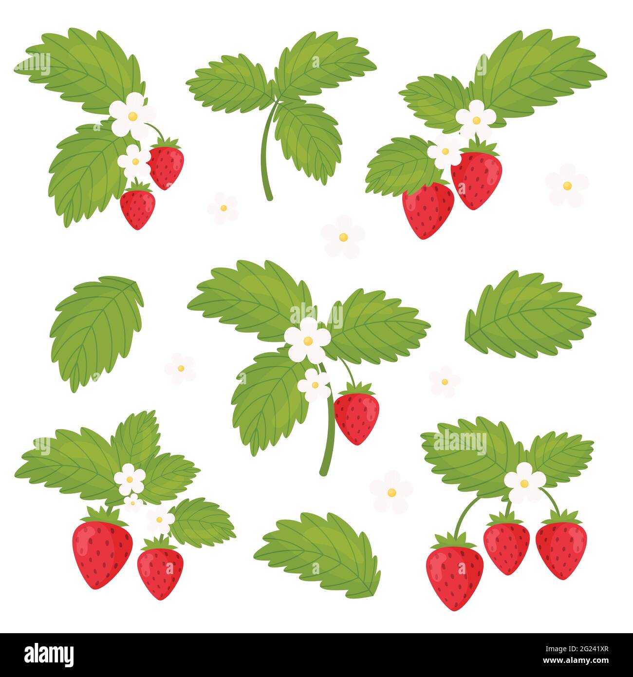 Fragole fiorite con rami impostati. Illustrazione vettoriale. Illustrazione Vettoriale