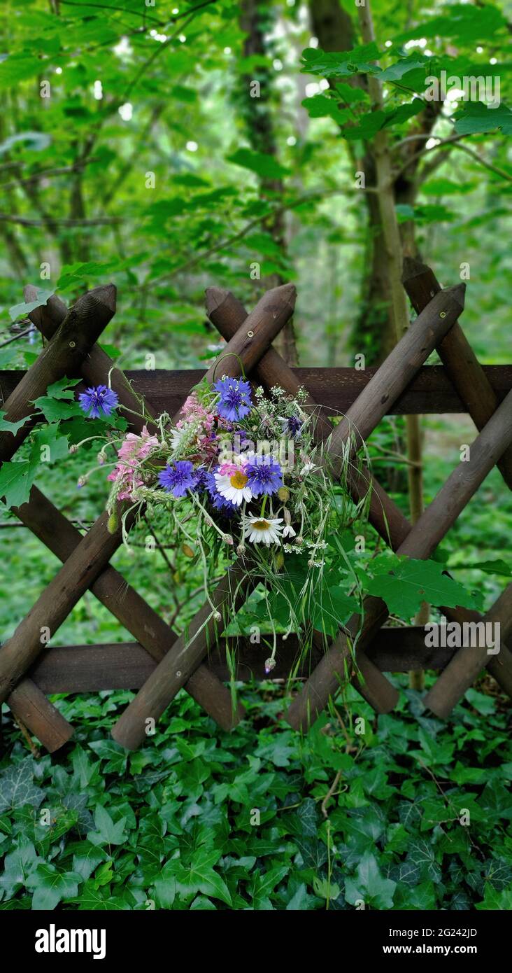 Fiori selvatici su una recinzione in estate. Wildblumen am Zaun nel parco einem. Foto Stock