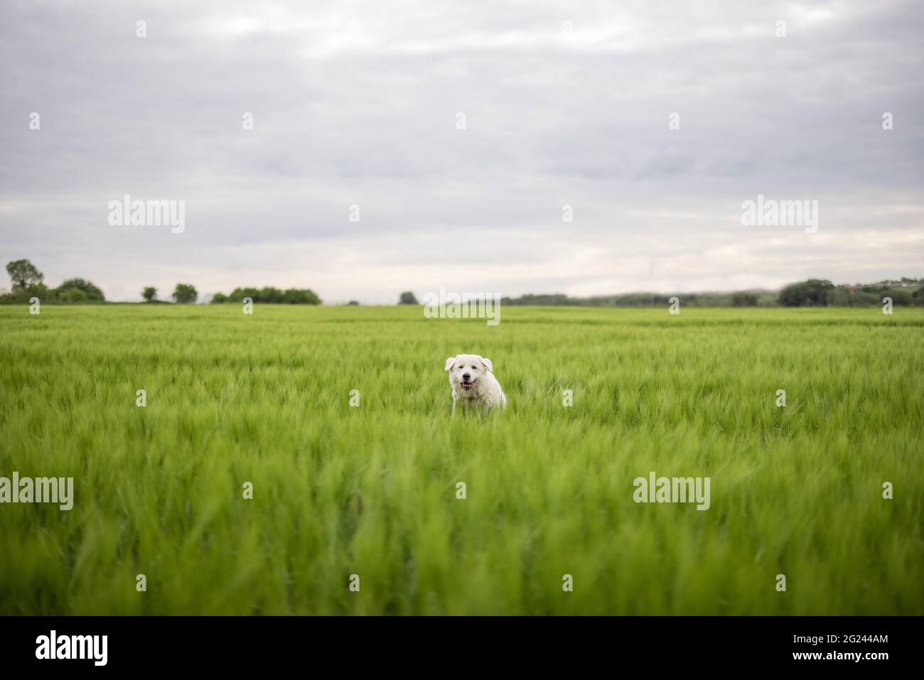 Divertente grande cane da pastore bianco che salta sul campo di segale verde. Il PET protegge il campo con la raccolta. Foto Stock