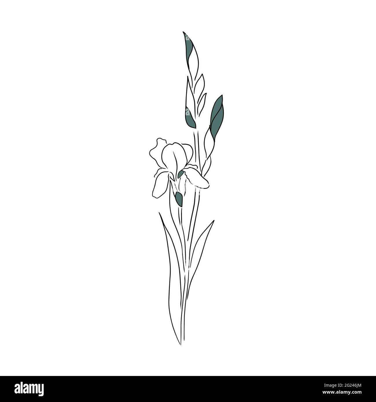L'iride del fiore è una linea. Illustrazione vettoriale Illustrazione Vettoriale