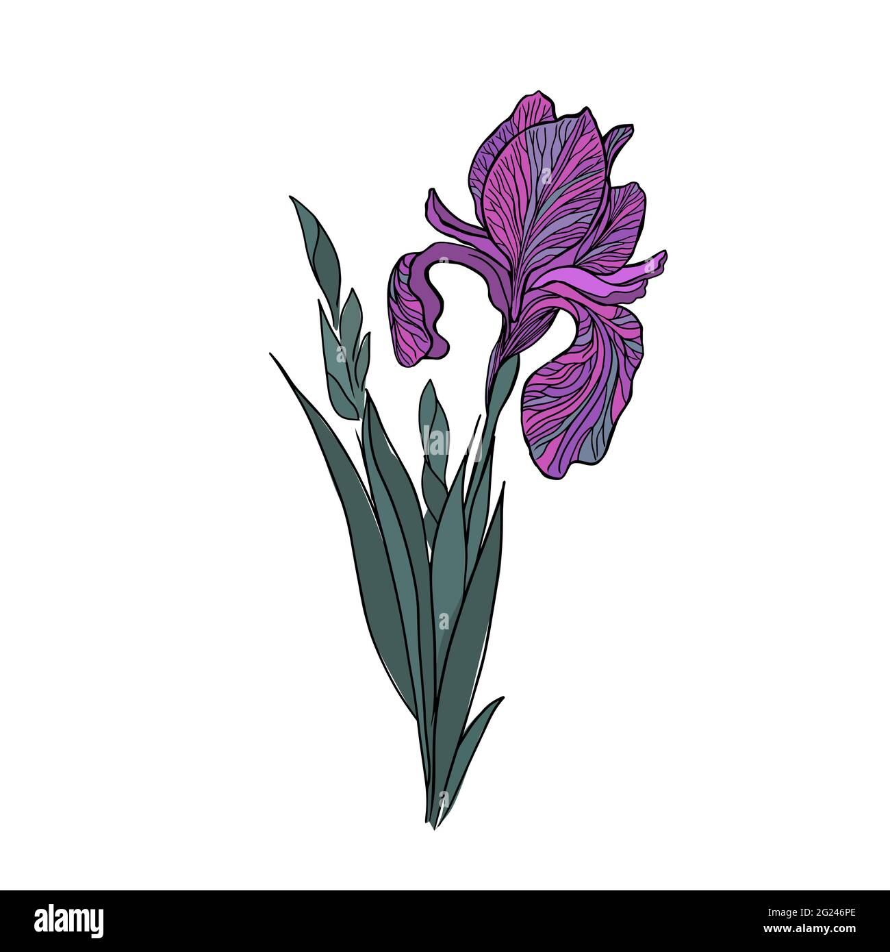 Il fiore iris è un oggetto viola. Illustrazione vettoriale Illustrazione Vettoriale