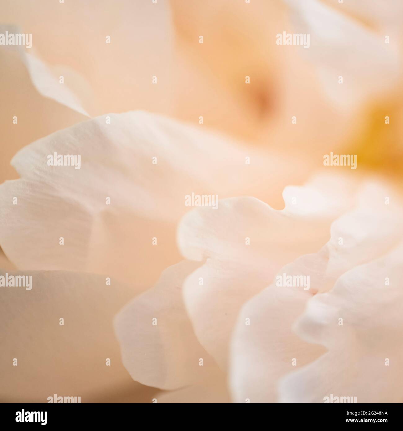 Estremo primo piano di petali di crisantemo color crema Foto Stock