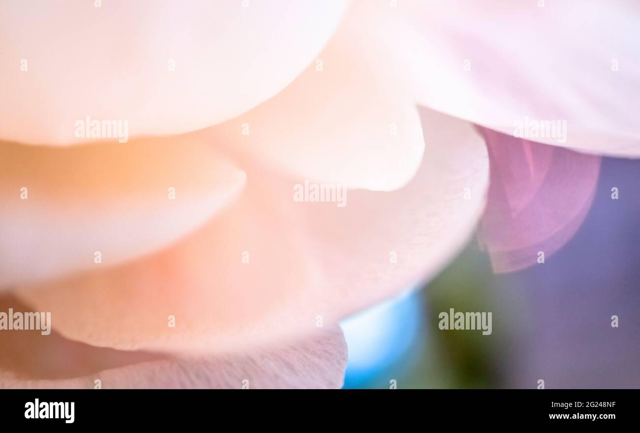 Primo piano estremo di petali rosa pallido di crisantemo Foto Stock