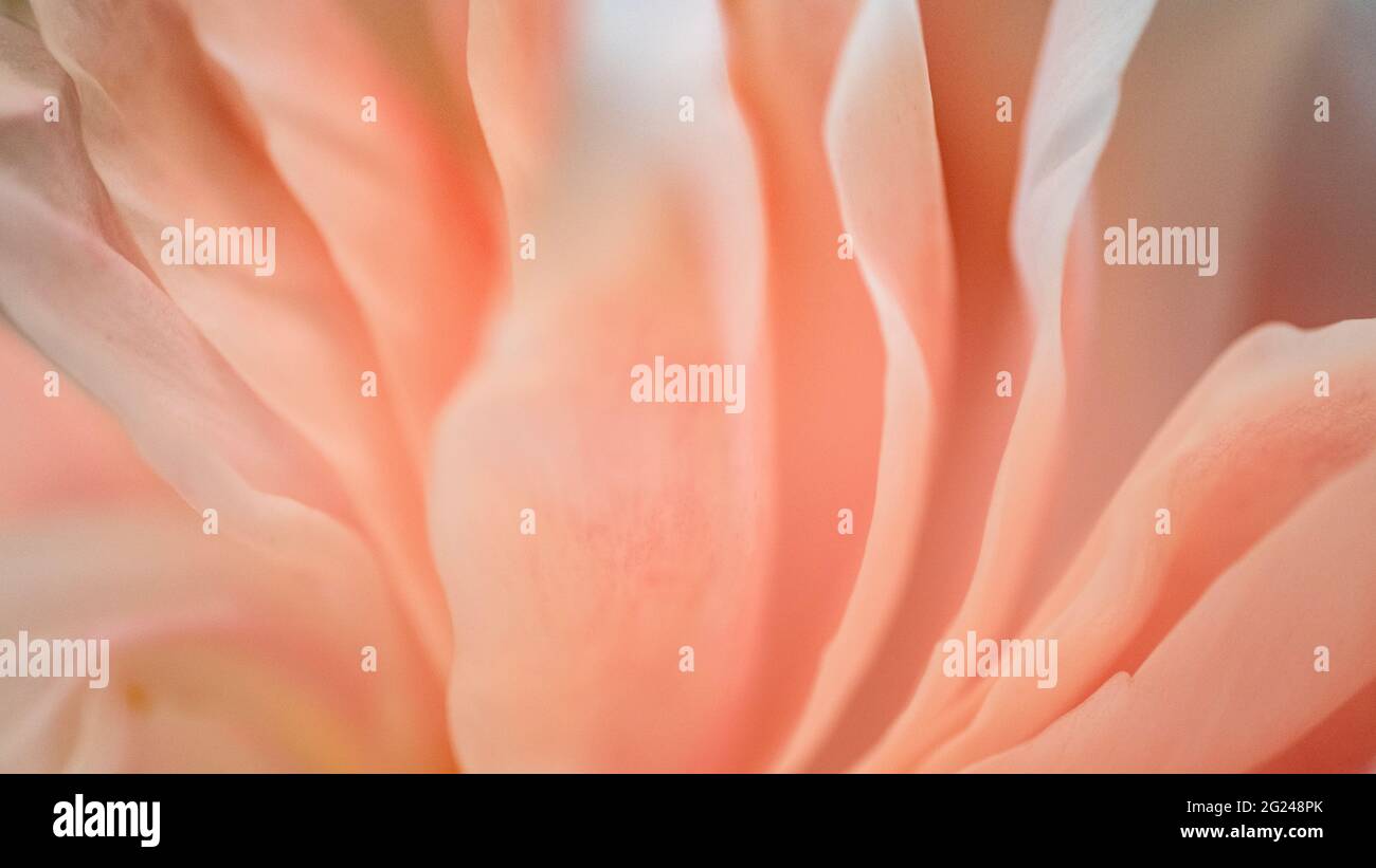 Estremo primo piano di petali rosa di crisantemo Foto Stock