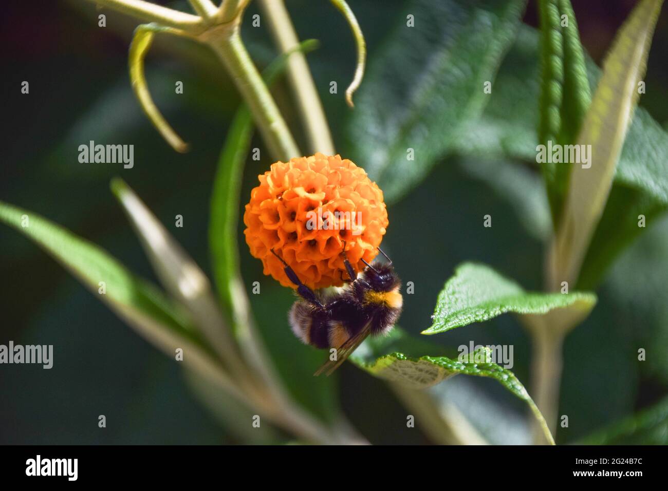 Londra, Regno Unito. 8 giugno 2021. Un bumblebee impollina un fiore di albero della sfera arancione (Buddleja globosa) in una giornata calda e soleggiata a Londra. Credit: SOPA Images Limited/Alamy Live News Foto Stock