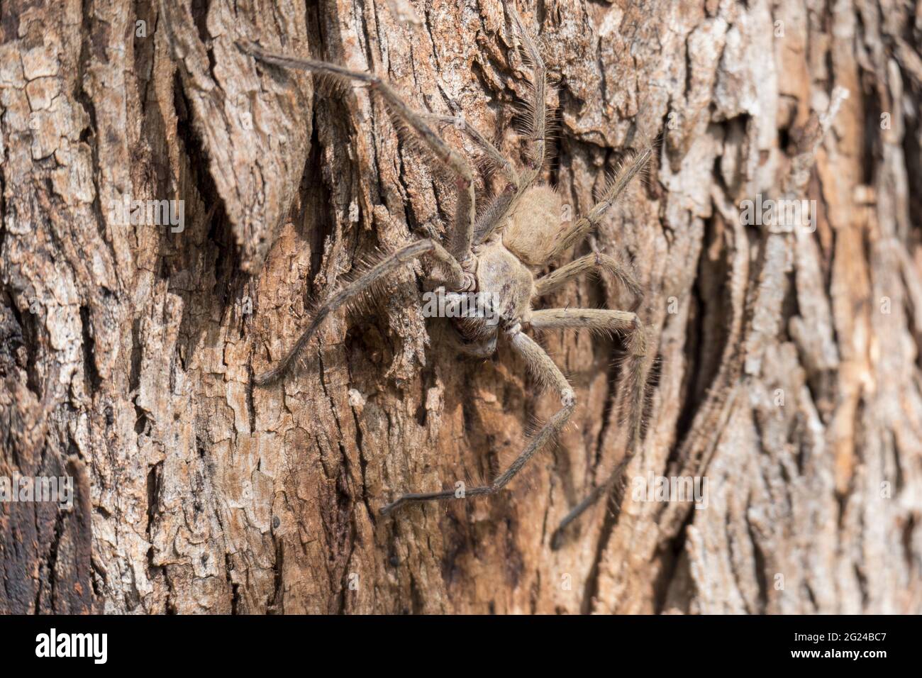 Australia, nuovo Galles del Sud, Kandos, primo piano di Huntsman Spider (Heteropoda venatoria) sulla corteccia dell'albero Foto Stock