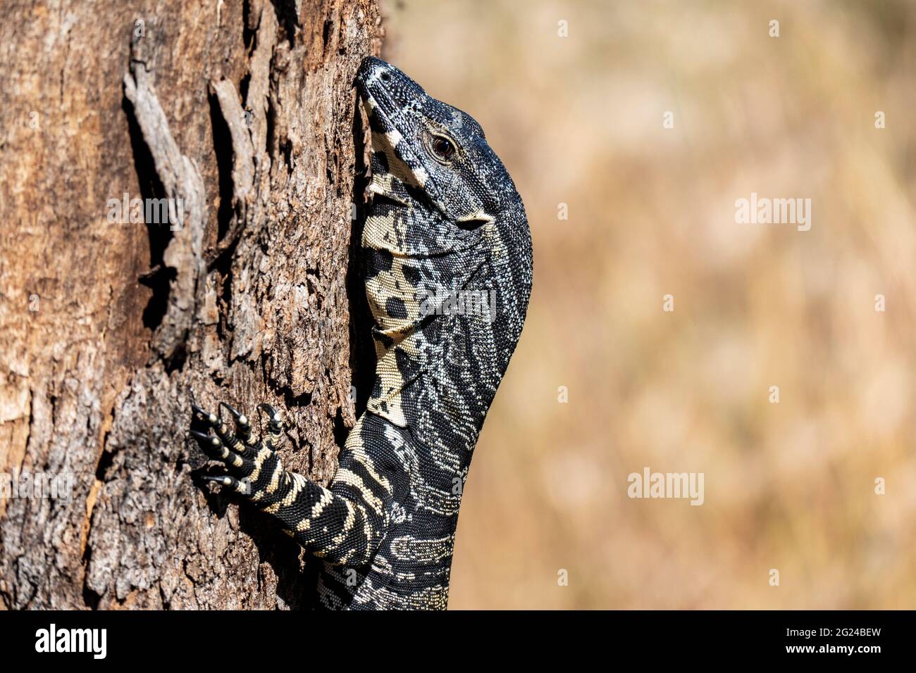 Australia, nuovo Galles del Sud, Rylestone, primo piano di Goana (Monitor Lizard) che perching su albero Foto Stock
