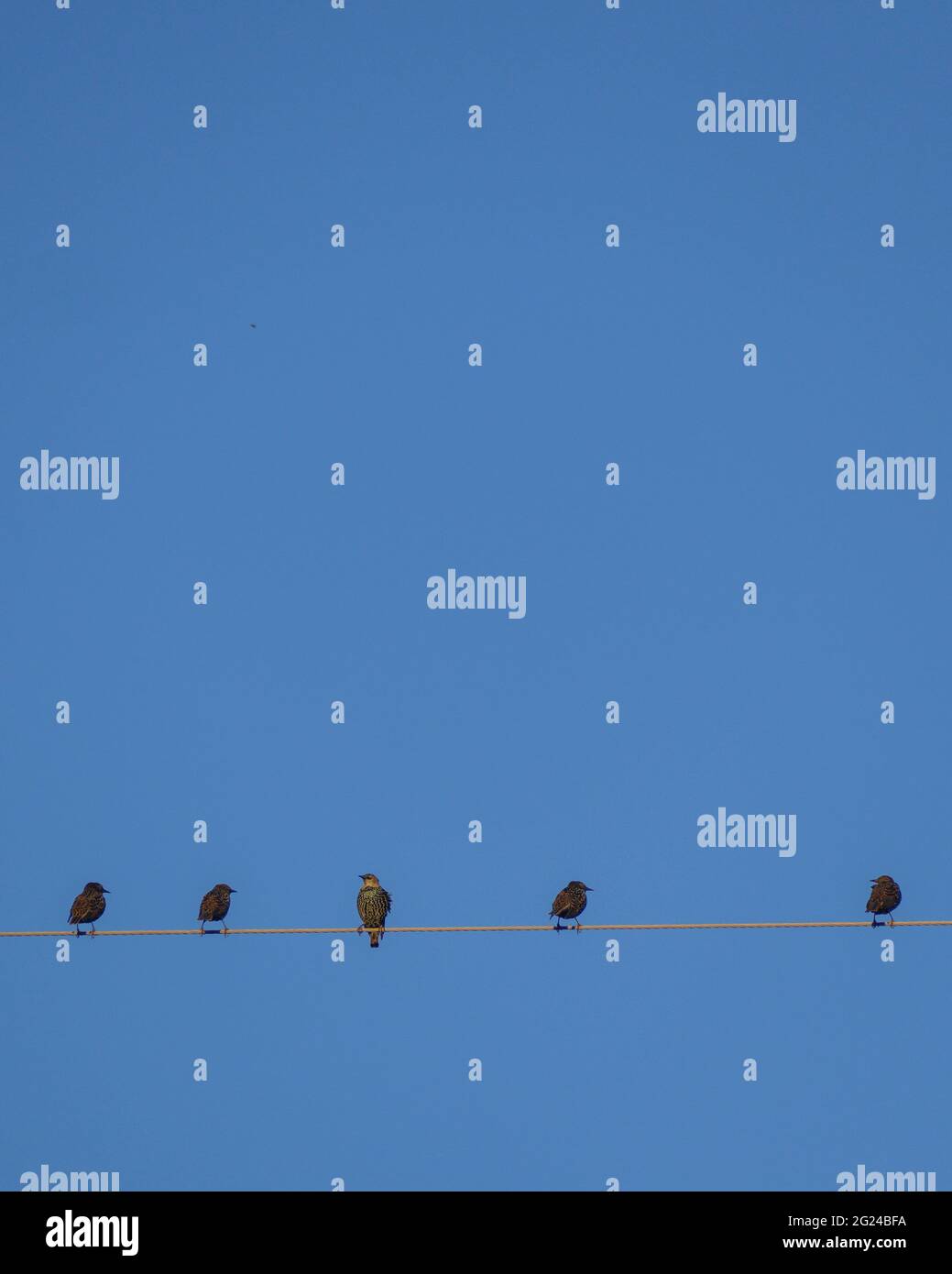 Stelle che perching su cavo filo contro cielo blu Foto Stock