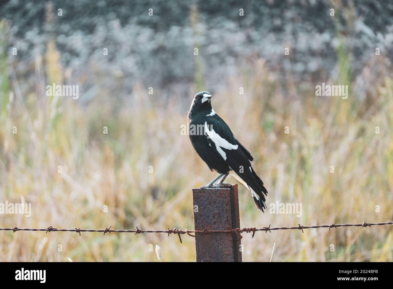 Australia, nuovo Galles del Sud, Magpie che perching su recinto di filo spinato Foto Stock