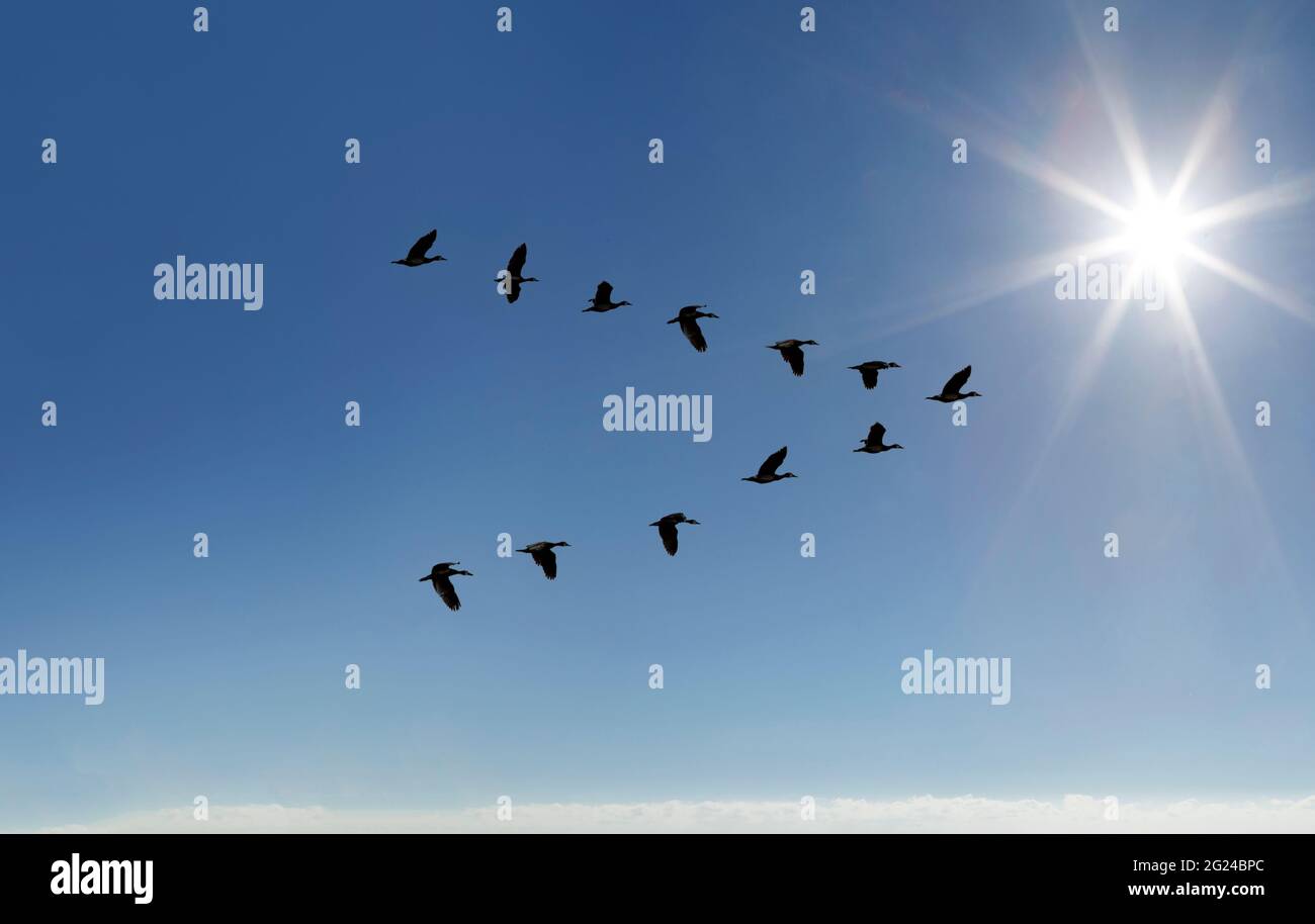 L'Oca egiziana (Alopochen aegyptiaca) vola in V-formazione su cielo soleggiato Foto Stock