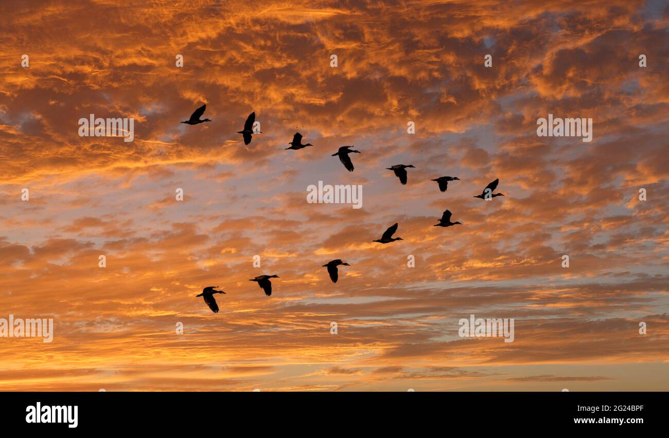 L'Oca egiziana (Alopochen aegyptiaca) vola in V-formazione contro le nuvole al tramonto Foto Stock