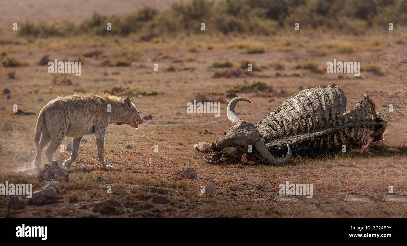 Africa, Kenya, Parco Nazionale Amboseli, Spotted Hyena (Crocuta croccuta) che si avvicina alla carcassa di bufalo Foto Stock