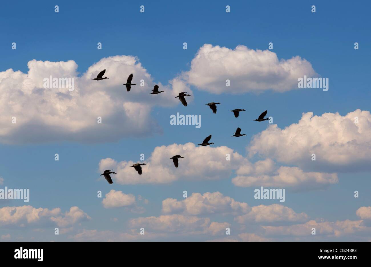 L'Oca egiziana (Alopochen aegyptiaca) vola in V-formazione contro le nuvole Foto Stock