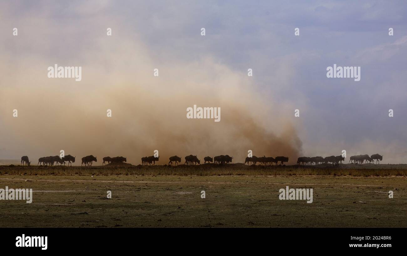 Africa, Kenya, Wildebeests camminando sulla savana nel Parco Nazionale di Amboseli Foto Stock