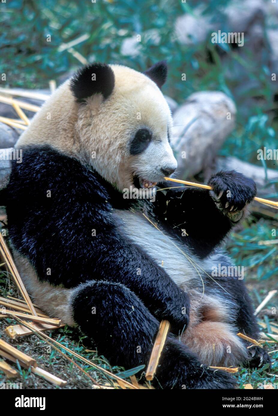 Cina, Sichuan, Chengdu, panda gigante, (Ailuropoda melanoleuca ) mangiare bastoncini di bambù Foto Stock