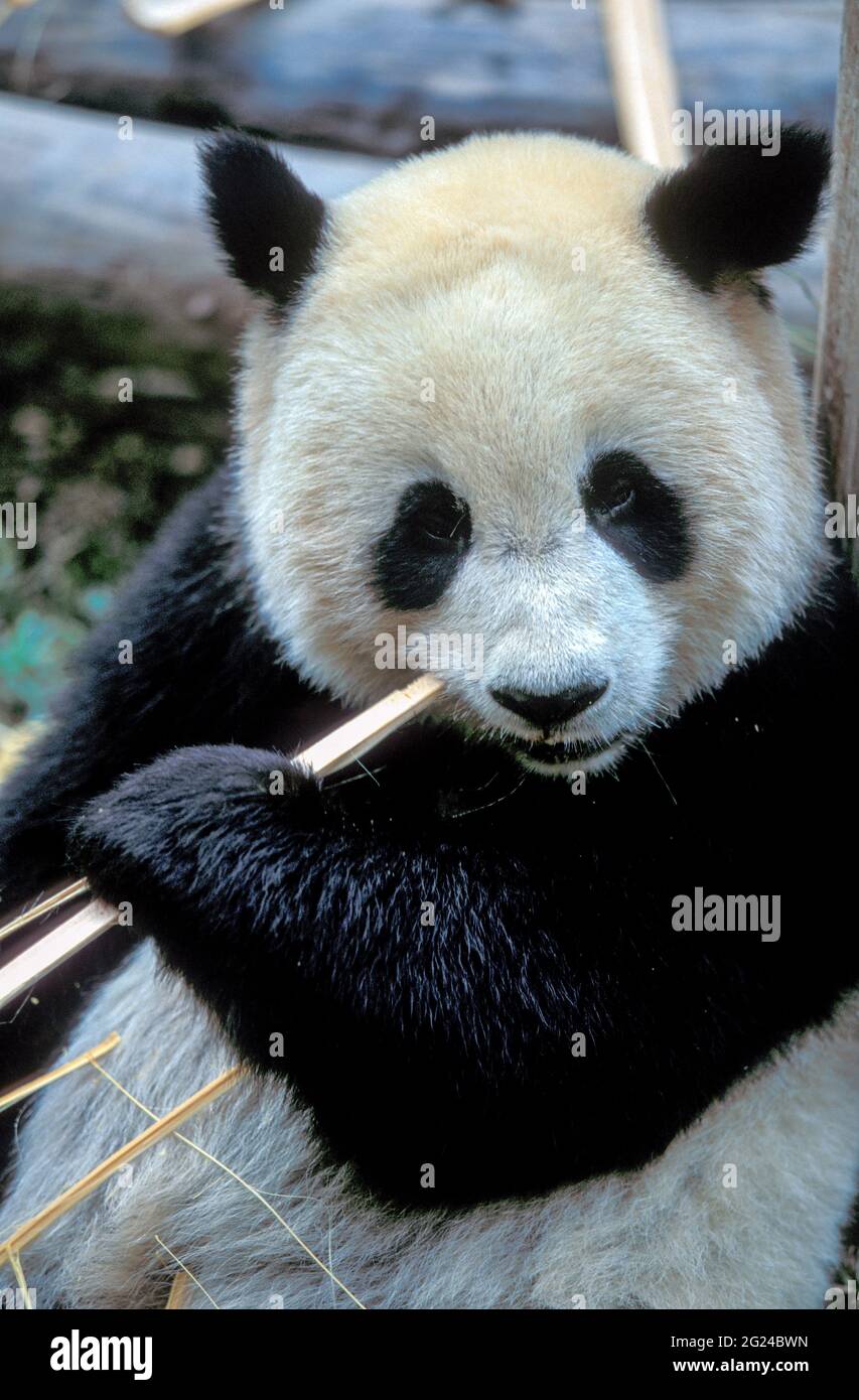 Cina, Sichuan, Chengdu, panda gigante, (Ailuropoda melanoleuca ) mangiare bastoncini di bambù Foto Stock