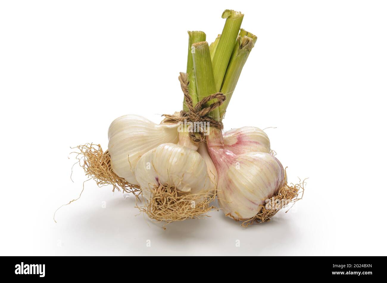 mazzo di teste di aglio su sfondo bianco con ombra morbida Foto Stock