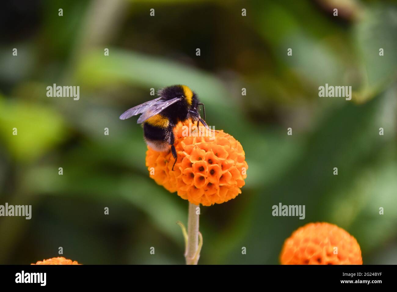 Londra, Regno Unito. 8 giugno 2021. Un bumblebee impollina un fiore di albero della sfera arancione (Buddleja globosa) in una giornata calda e soleggiata a Londra. (Foto di Vuk Valcic/SOPA Images/Sipa USA) Credit: Sipa USA/Alamy Live News Foto Stock