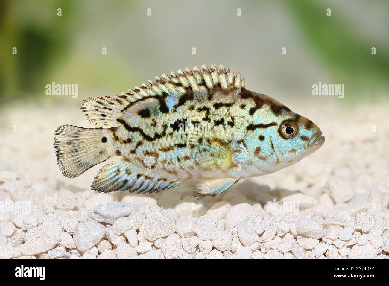 Elettrico blu jack dempsey cichlid Nandopsis Octofisciatum pesci acquario Foto Stock