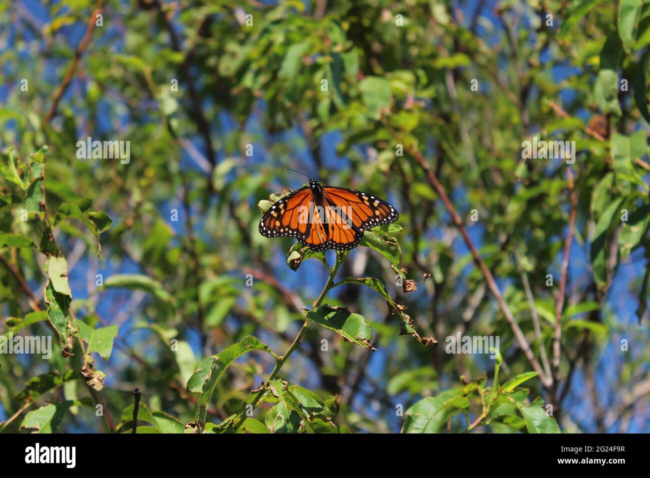 Monarch Butterfly- galleggia tra gli alberi in un campo Foto Stock