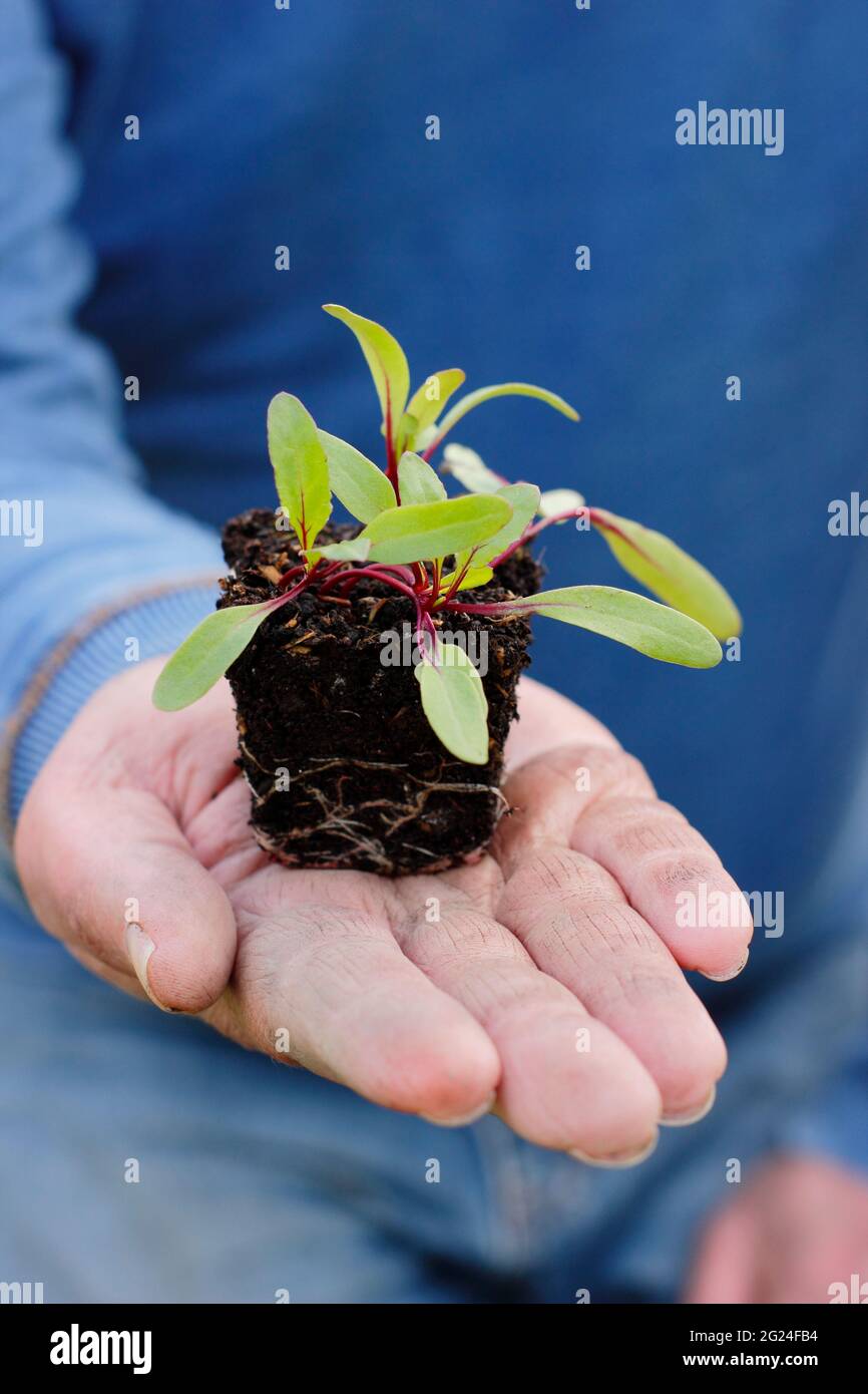 Piantare piantine. Primo piano delle piantine. Piantine di barbabietole coltivate in casa pronte per essere piantate in un appezzamento di verdure. Beta vulgaris "Boltardy". REGNO UNITO Foto Stock